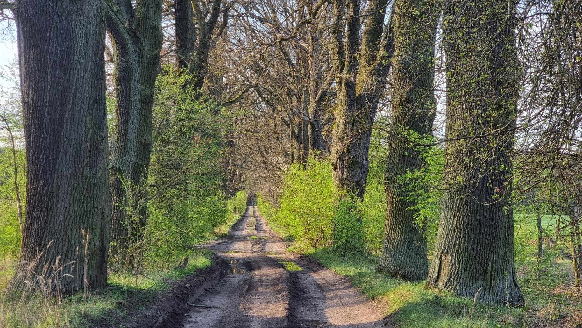 Osrodek La La Las - Domki Letniskowe W Lesie Nad Jeziorem Bytnica Bagian luar foto